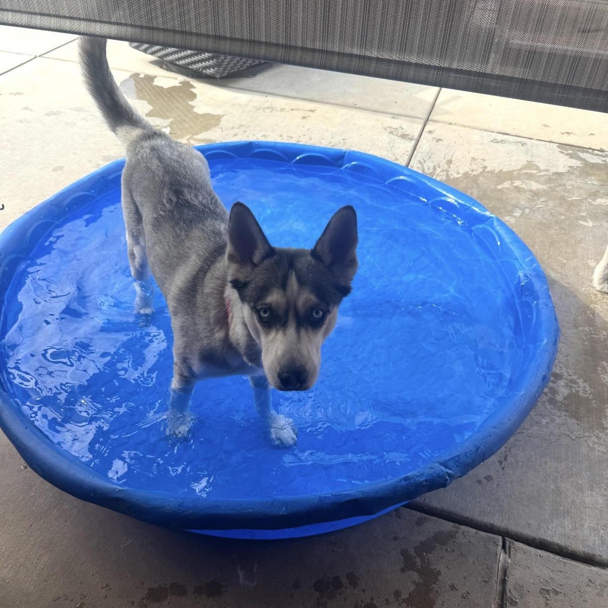 Sugar, an adopted mixed breed in Tarzana, CA image 4/5