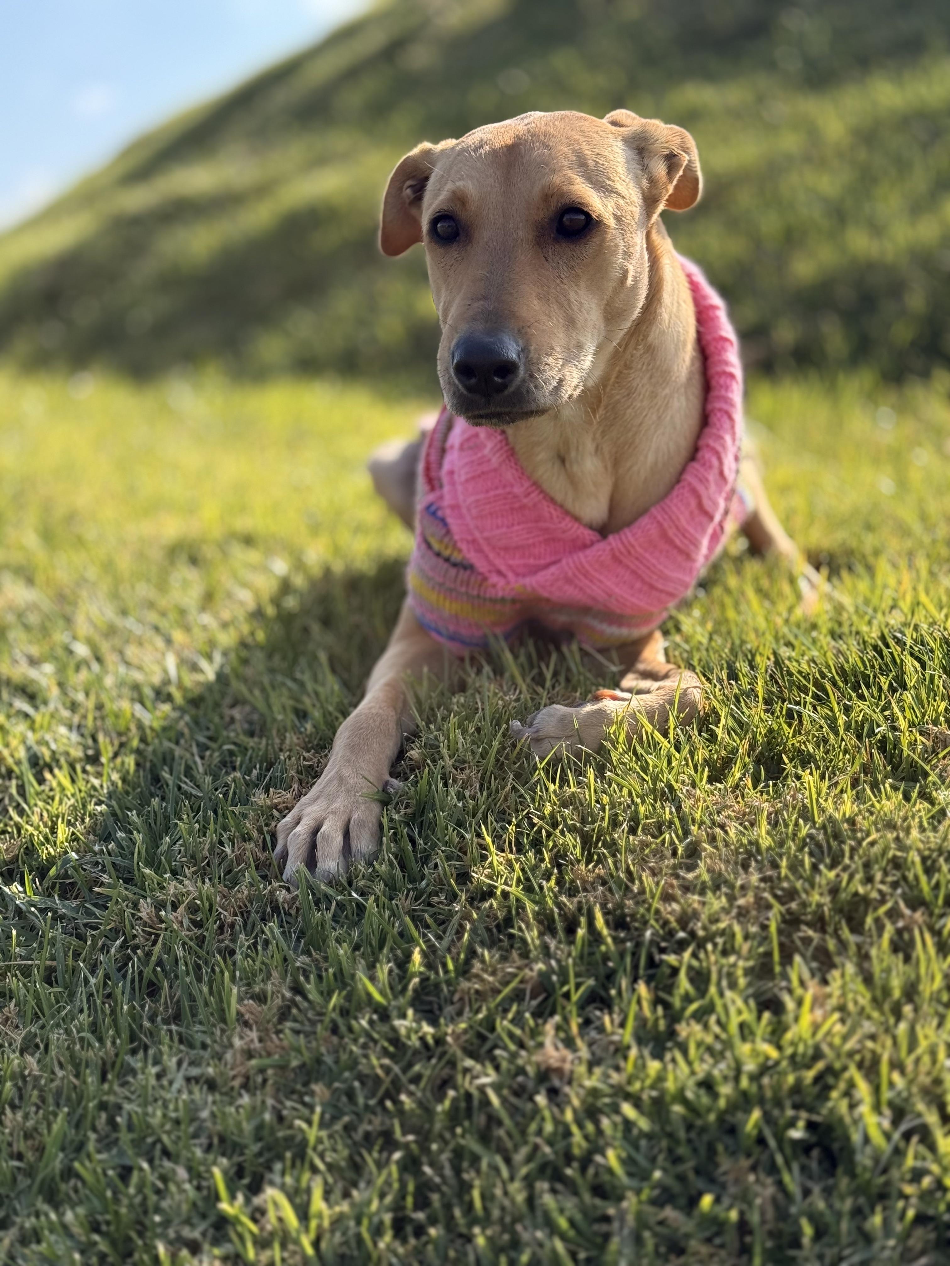 Mila — thumbnail 3