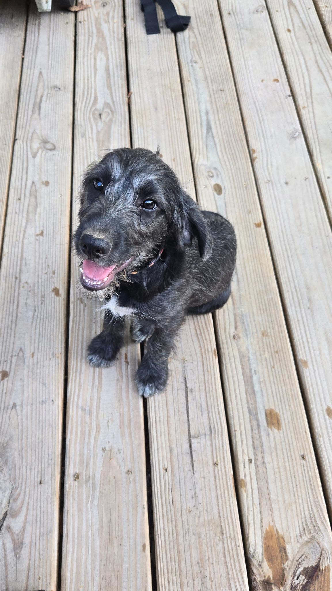 Enlarge Liberty, a Adopted mixed breed in Arlington, TN image 1/4