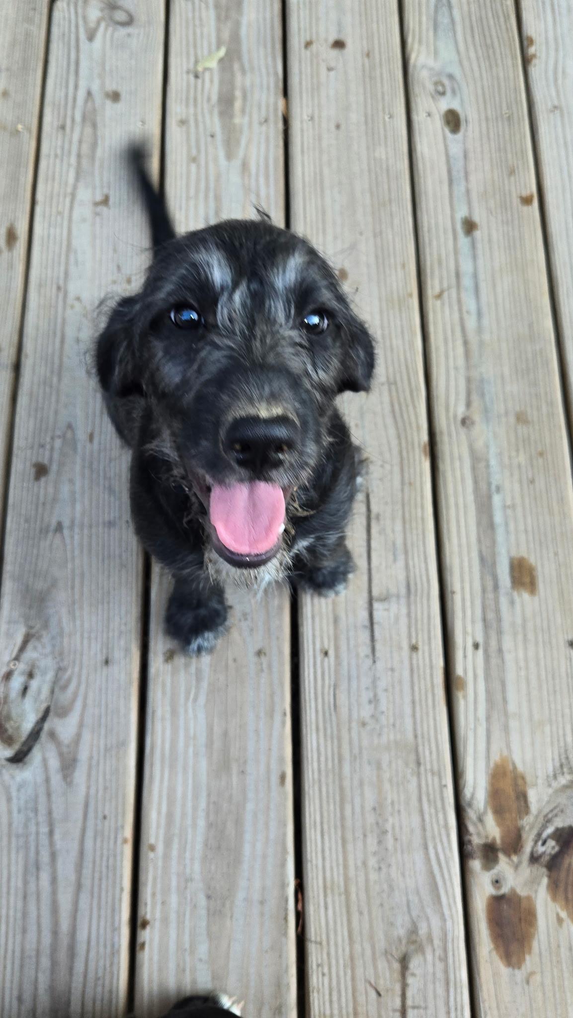 Enlarge Liberty, a Adopted mixed breed in Arlington, TN image 2/4