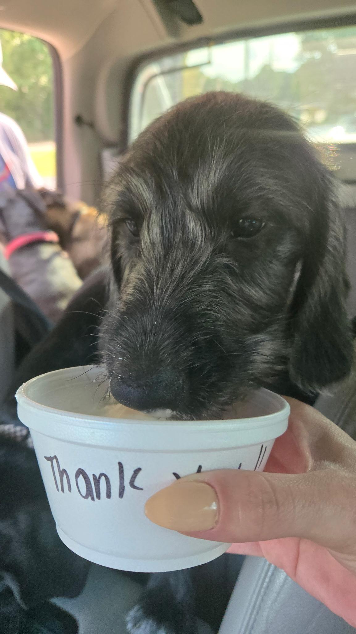 Enlarge Liberty, a Adopted mixed breed in Arlington, TN image 3/4