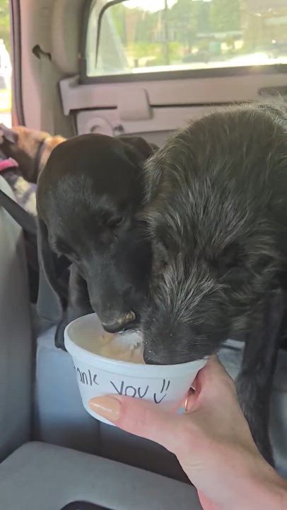 Enlarge Liberty, a Adopted mixed breed in Arlington, TN video 4/4