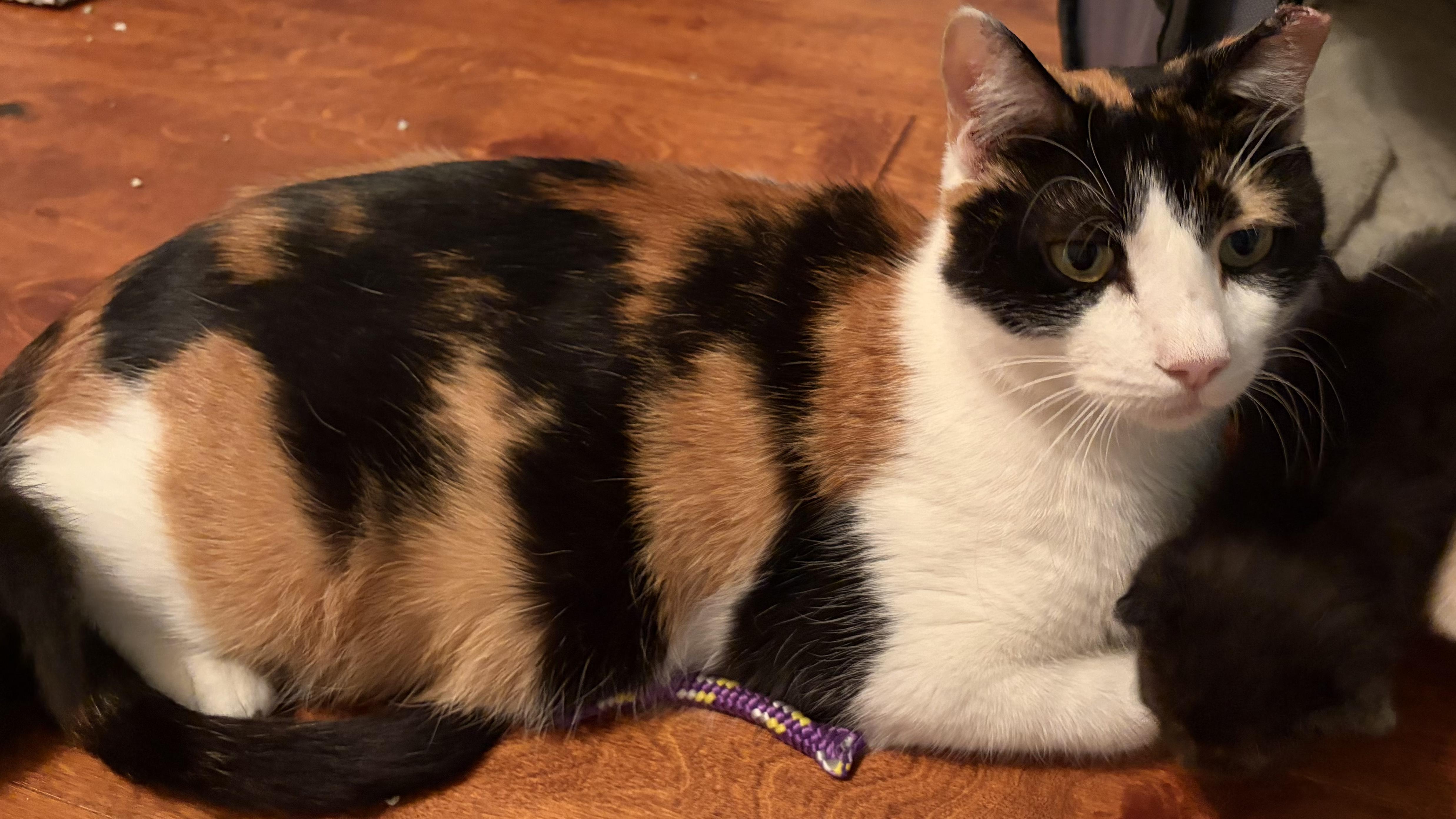 Enlarge Polly , a ADOPTABLE mixed breed in Scranton, PA image 5/6