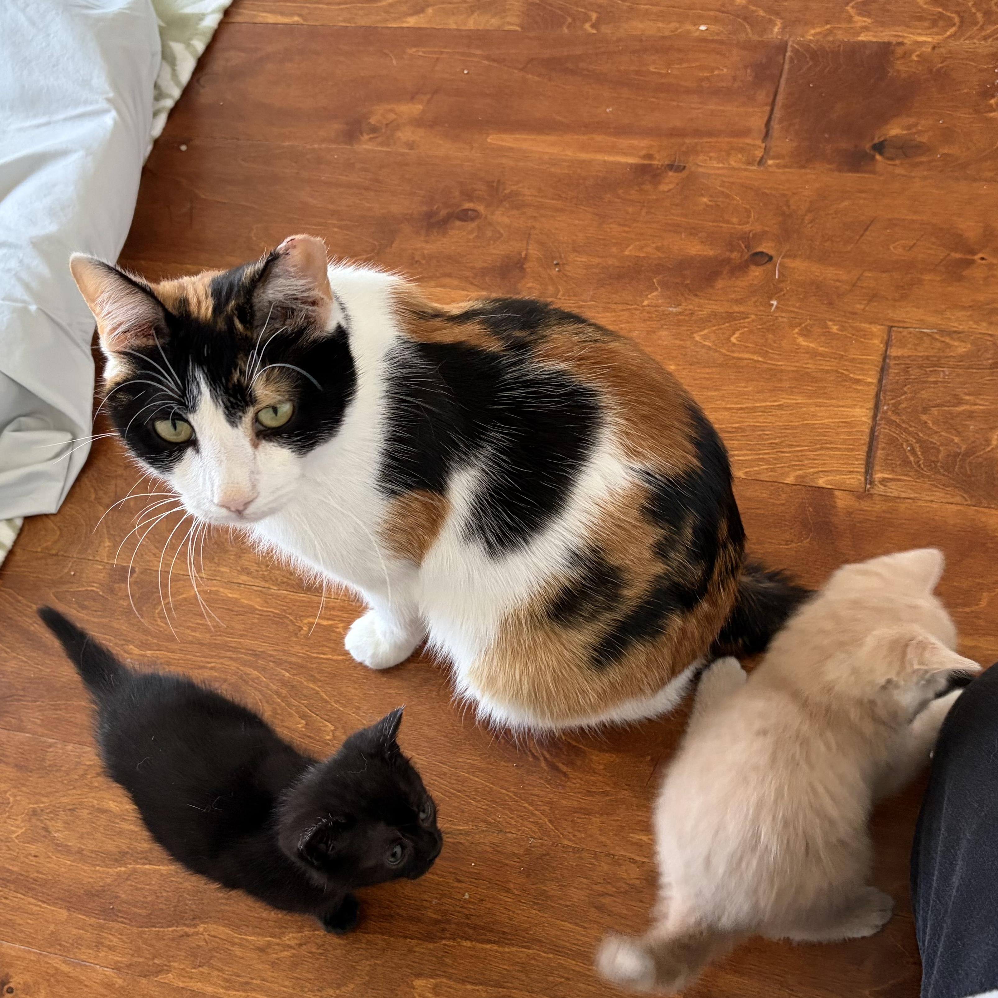 Enlarge Polly , a ADOPTABLE mixed breed in Scranton, PA image 4/6