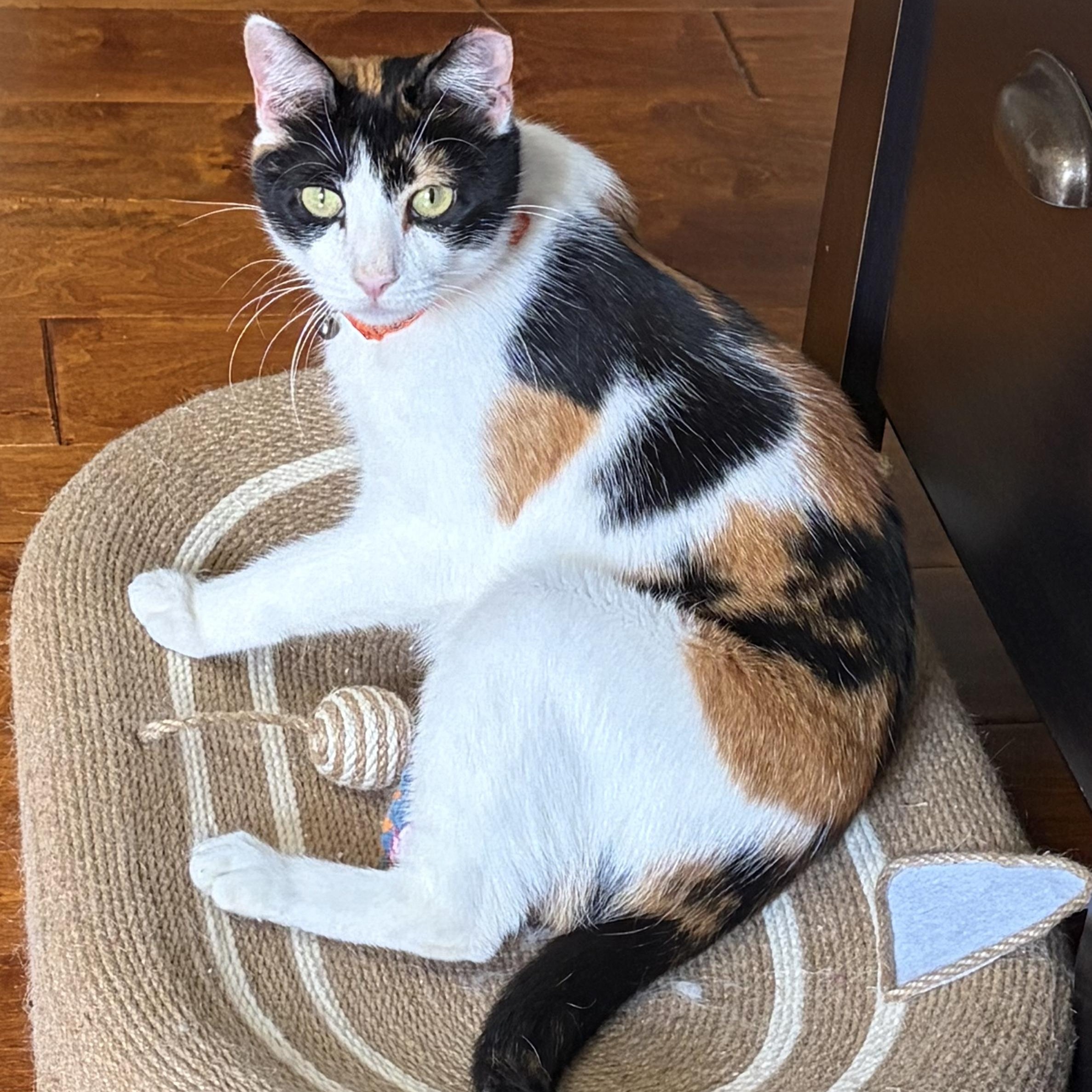 Enlarge Polly , a ADOPTABLE mixed breed in Scranton, PA image 1/6