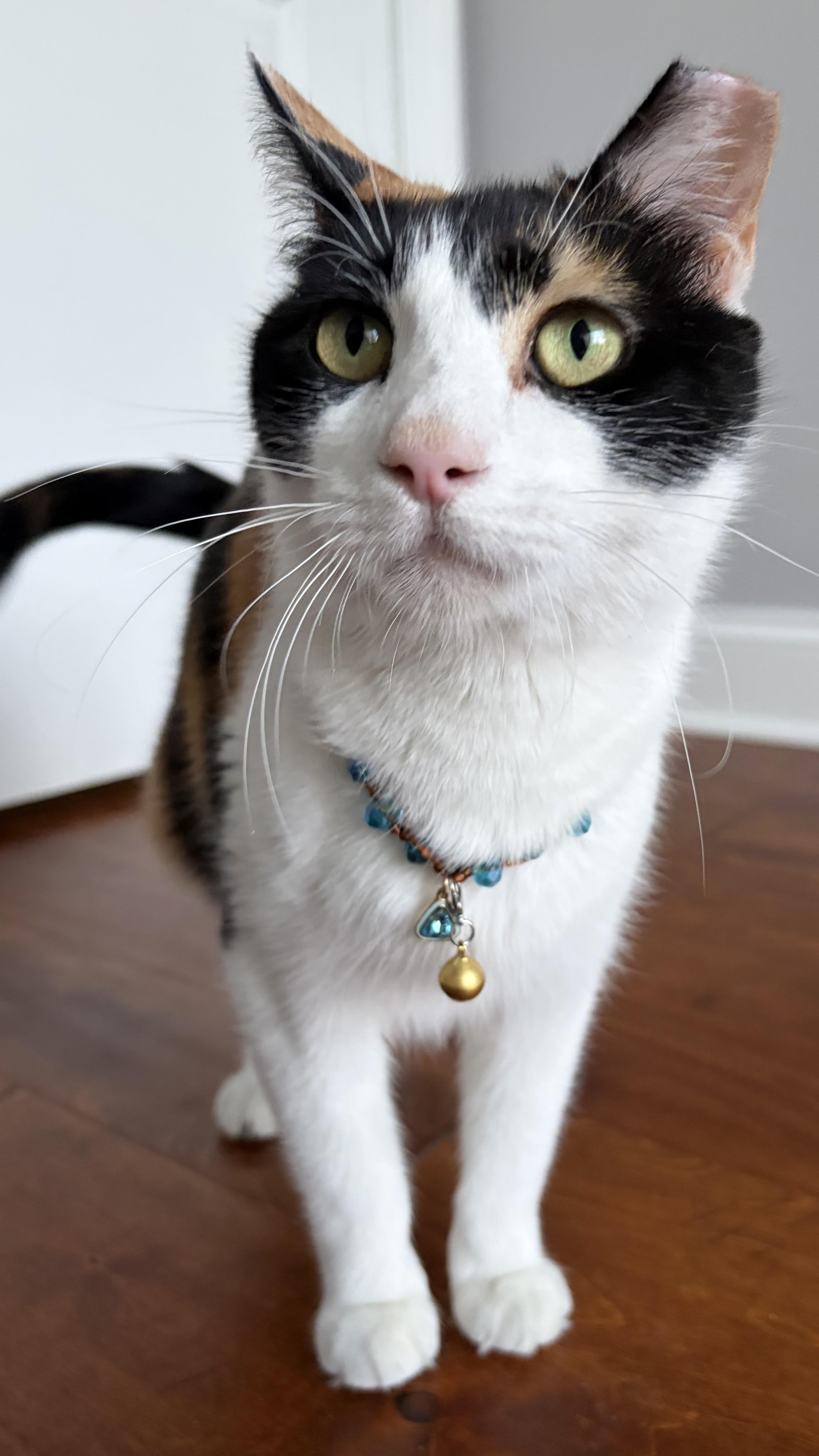 Enlarge Polly , a ADOPTABLE mixed breed in Scranton, PA image 6/6