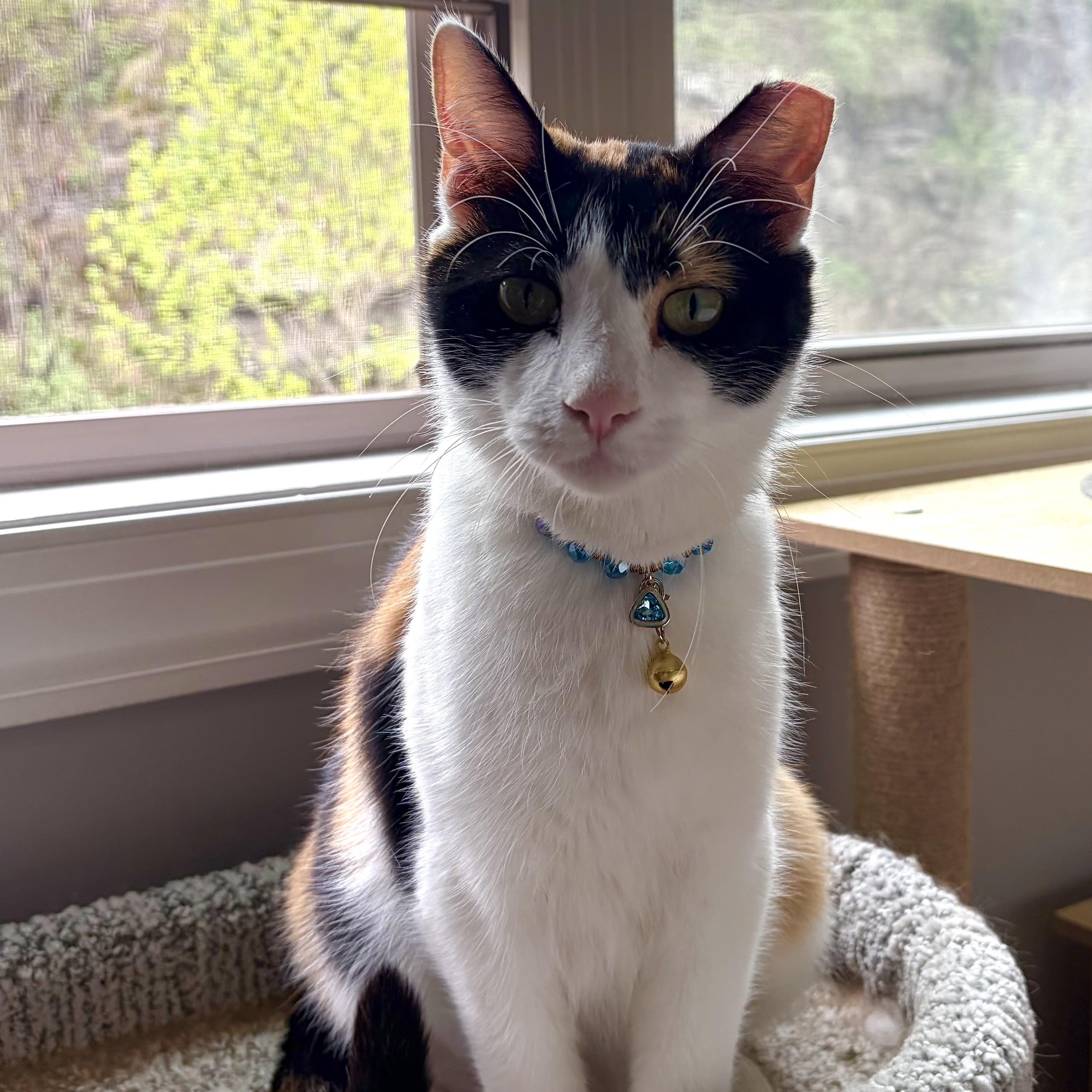 Enlarge Polly , a ADOPTABLE mixed breed in Scranton, PA image 2/6