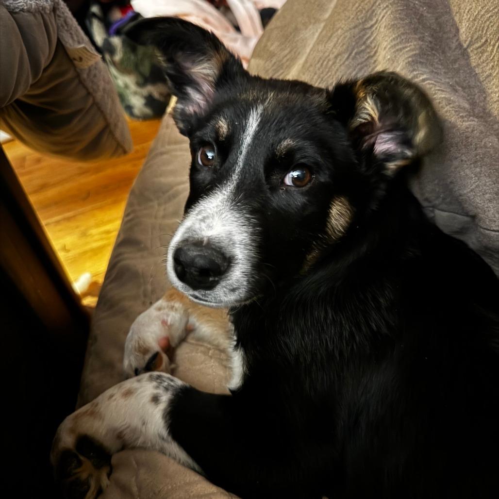 Enlarge Kepler, a Adoptable mixed breed in Staten Island, NY image 1/3