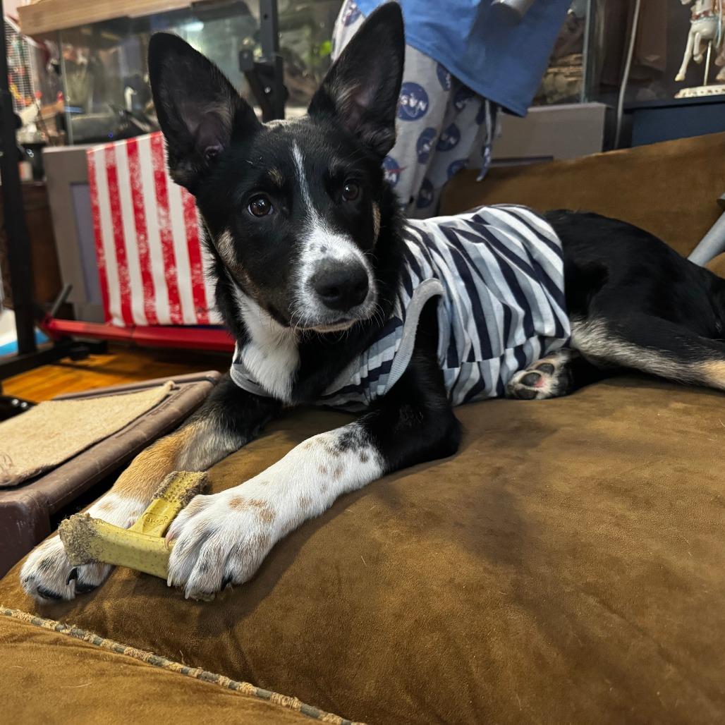 Kepler, Adoptable, Young Male Australian Shepherd & Husky.