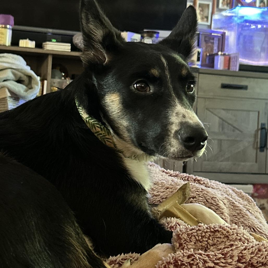 Enlarge Kepler, a Adoptable mixed breed in Staten Island, NY image 2/5