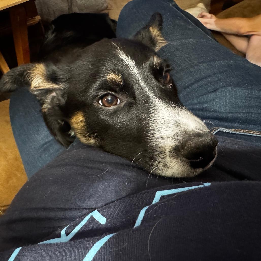 Enlarge Kepler, a Adoptable mixed breed in Staten Island, NY image 2/3