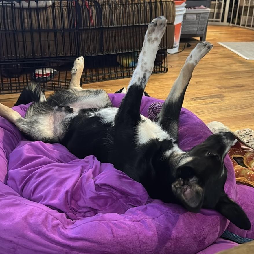 Enlarge Kepler, a Adoptable mixed breed in Staten Island, NY image 2/3