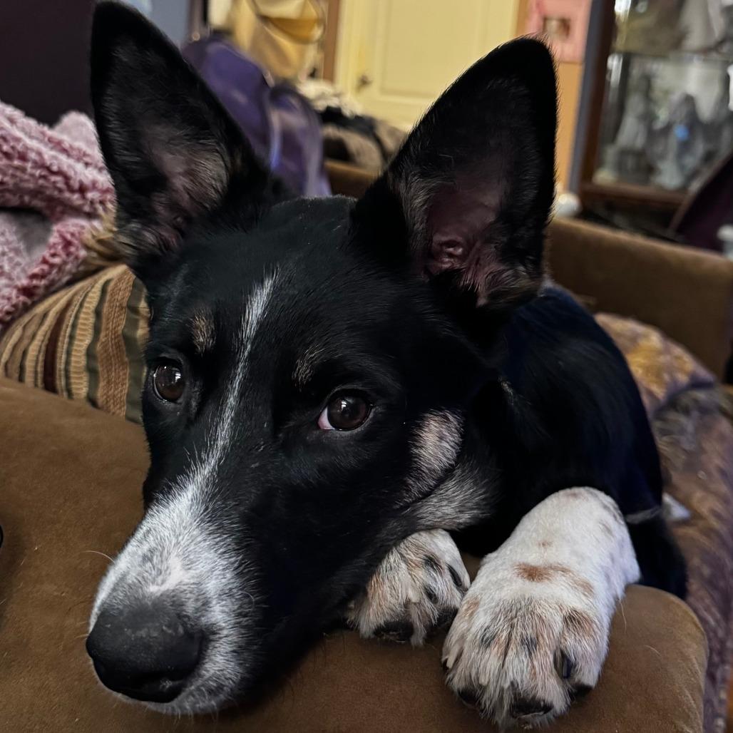 Enlarge Kepler, a Adoptable mixed breed in Staten Island, NY image 3/3