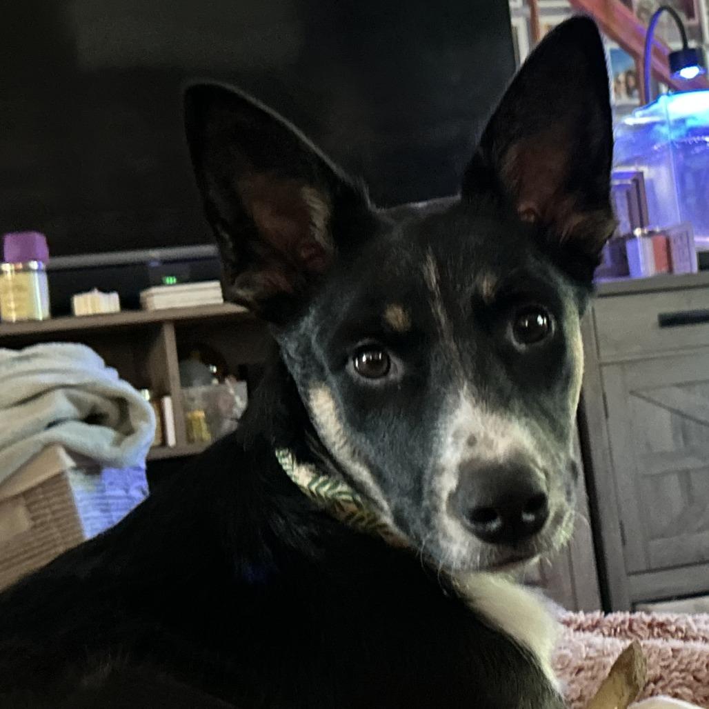 Enlarge Kepler, a Adoptable mixed breed in Staten Island, NY image 5/5