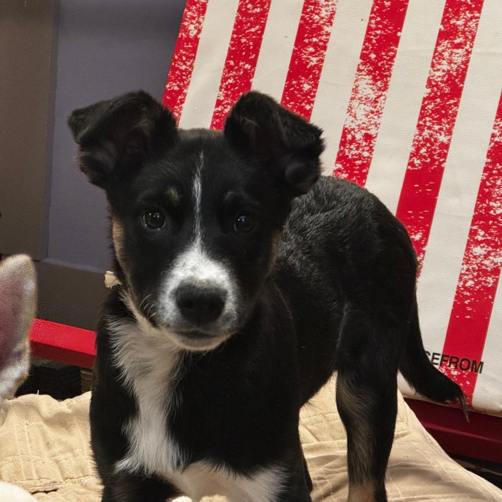 Enlarge Kepler, a Adoptable mixed breed in Staten Island, NY image 3/3