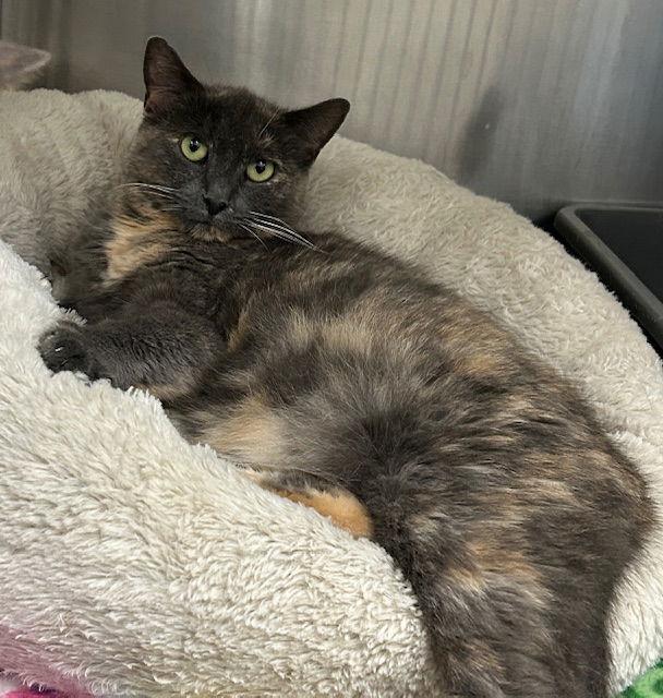 Enlarge 251677  Gingko, a Adoptable Domestic Short Hair in Wetumpka, AL image 1/1