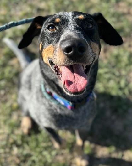 Sarge, an adoptable Australian Cattle Dog / Blue Heeler in Rapid City, SD, 57703 | Photo Image 1