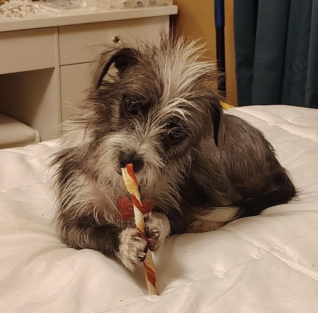 WILLOW, Adoptable, Puppy Female Dachshund & Chihuahua.