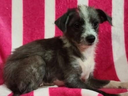 WILLOW, a Adoptable mixed breed in fort worth, TX image 2/6