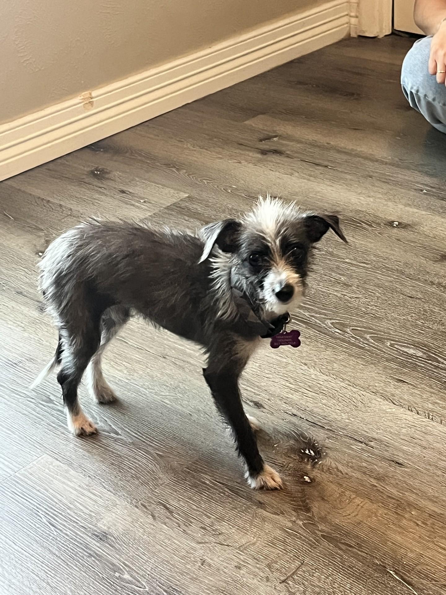 WILLOW, a Adoptable mixed breed in fort worth, TX image 3/6