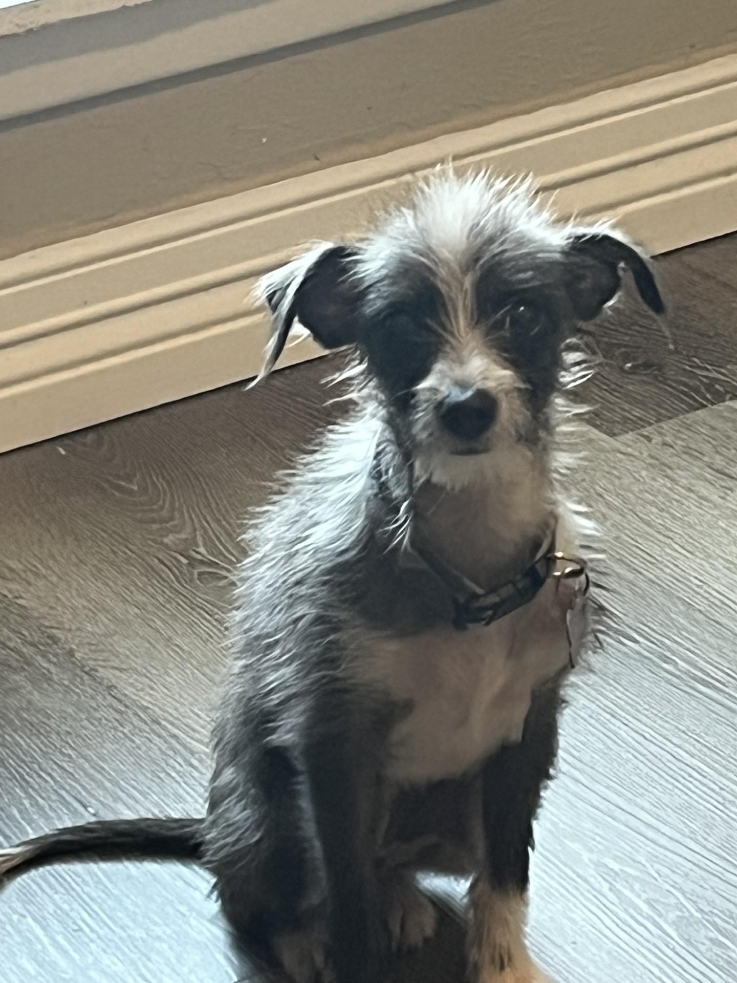 WILLOW, a Adoptable mixed breed in fort worth, TX image 4/6