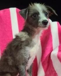 WILLOW, a Adoptable mixed breed in fort worth, TX image 5/6