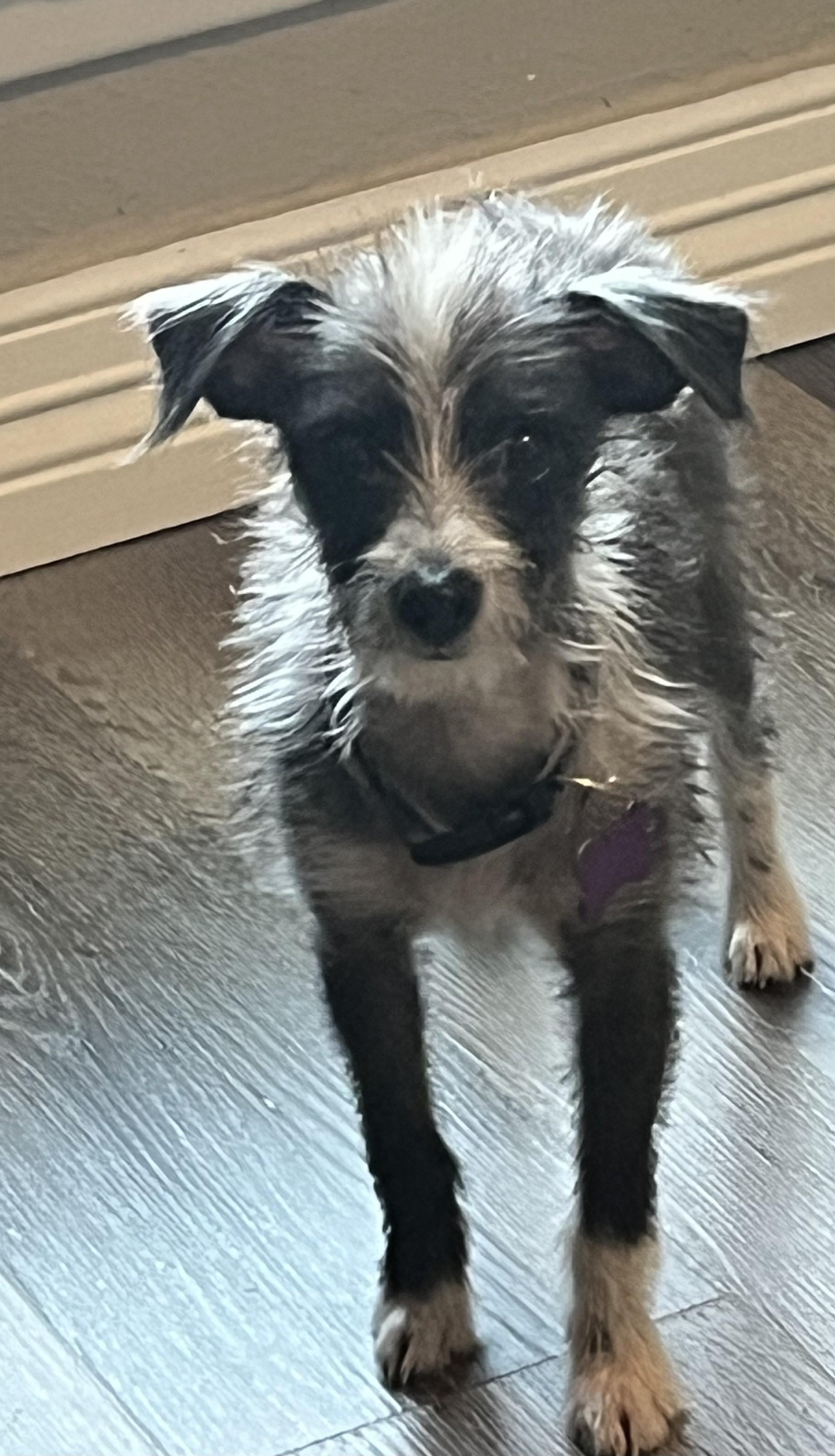 WILLOW, a Adoptable mixed breed in fort worth, TX image 6/6