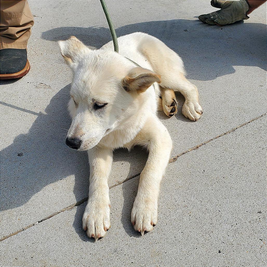 Inara, Adoptable, Puppy Female Husky.