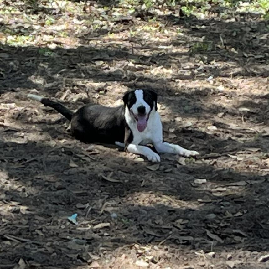Harry, Adoptable, Young Male Coonhound.