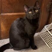 Camden, ADOPTABLE, Young Male Domestic Short Hair.