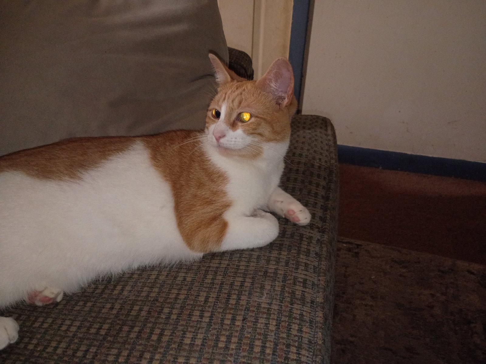 Creamy, Adopted, Young Female Domestic Short Hair.