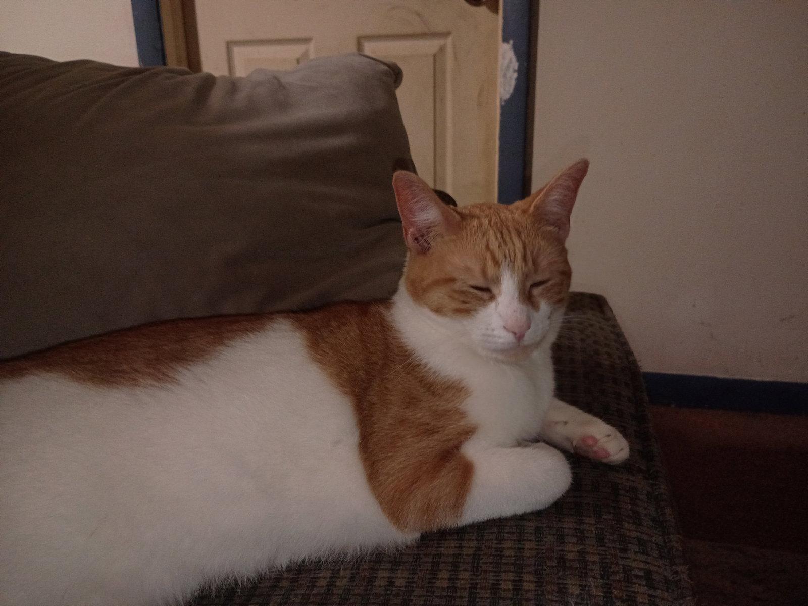 Enlarge Creamy, a Adopted Domestic Short Hair in Niles, MI image 2/3
