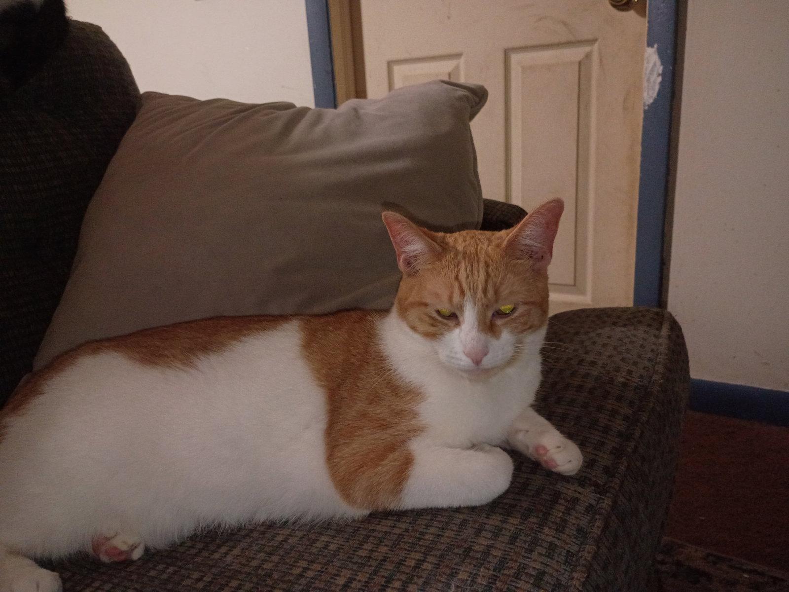 Enlarge Creamy, a Adopted Domestic Short Hair in Niles, MI image 3/3