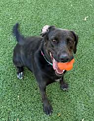 Enlarge Harper, a Adopted mixed breed in Rio Rancho, NM image 1/2