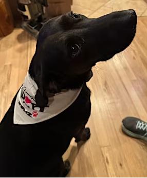 Enlarge Harper, a Adopted mixed breed in Rio Rancho, NM image 2/2