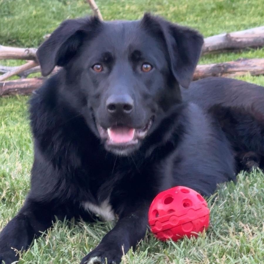 Oso, an adoptable Black Labrador Retriever in ONeill, NE, 68763 | Photo Image 1