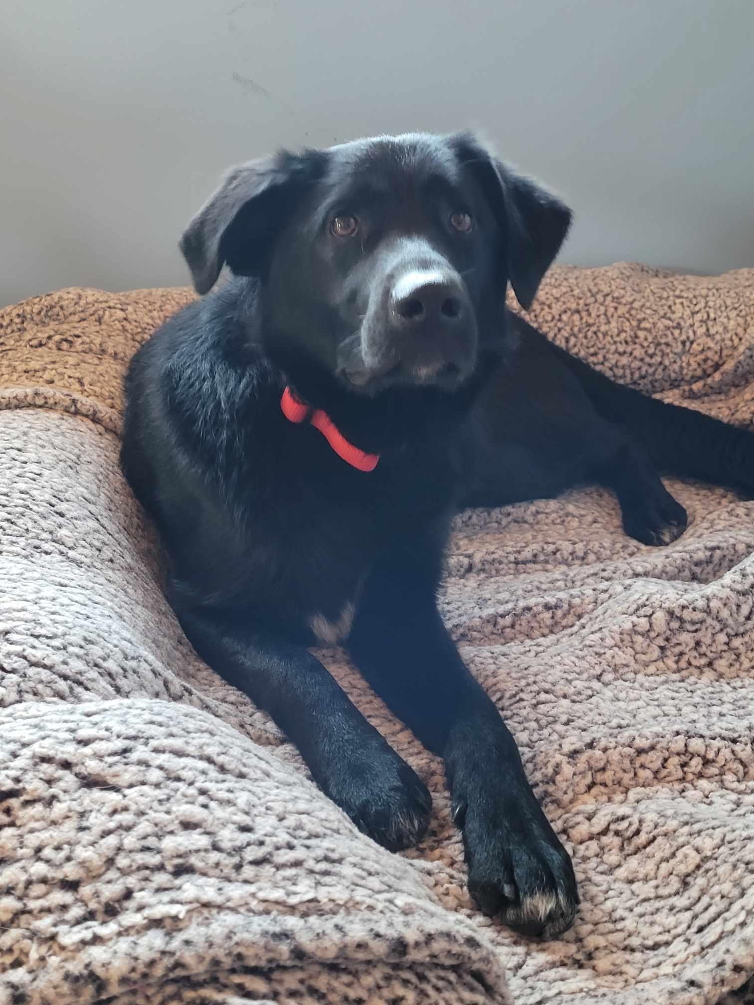 Oso, an adoptable Black Labrador Retriever in ONeill, NE, 68763 | Photo Image 2