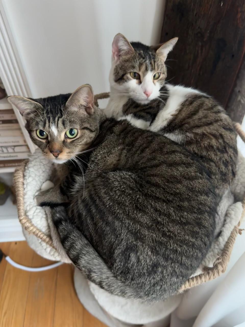 Enlarge Smitty, a Adoptable Domestic Short Hair in South Ozone Park, NY image 6/6