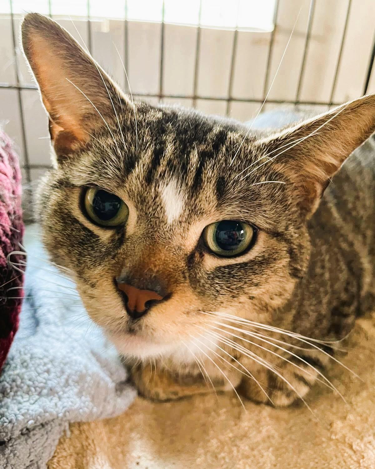 Smitty, a Adoptable Domestic Short Hair in South Ozone Park, NY image 5/6