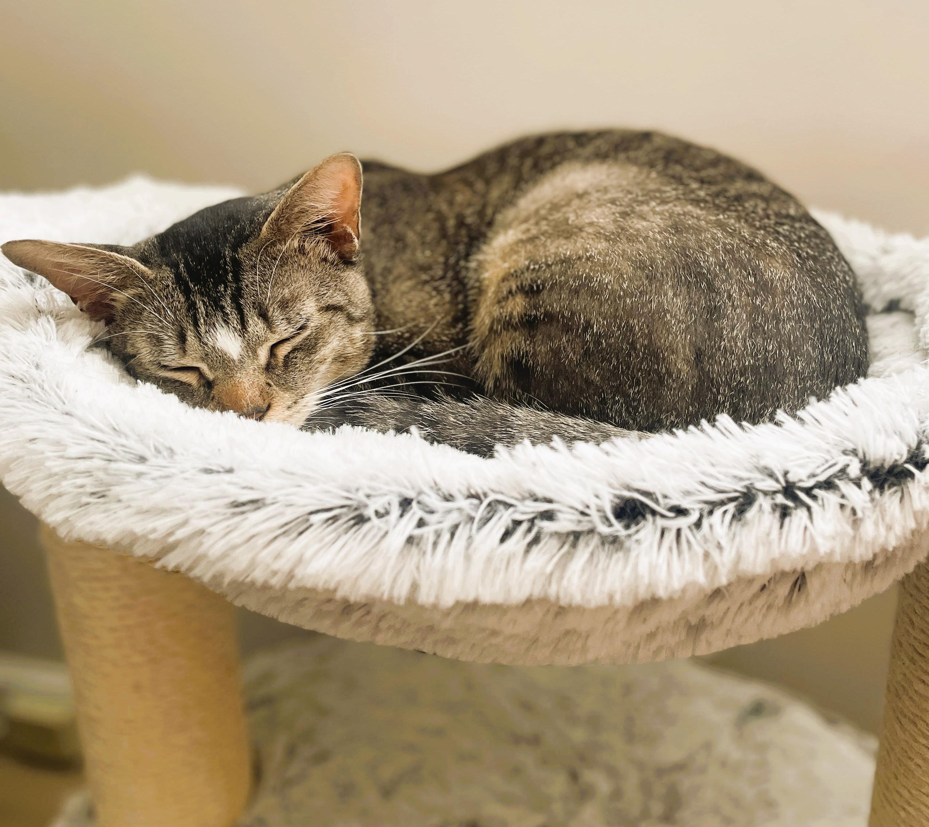 Smitty, a Adoptable Domestic Short Hair in South Ozone Park, NY image 2/6