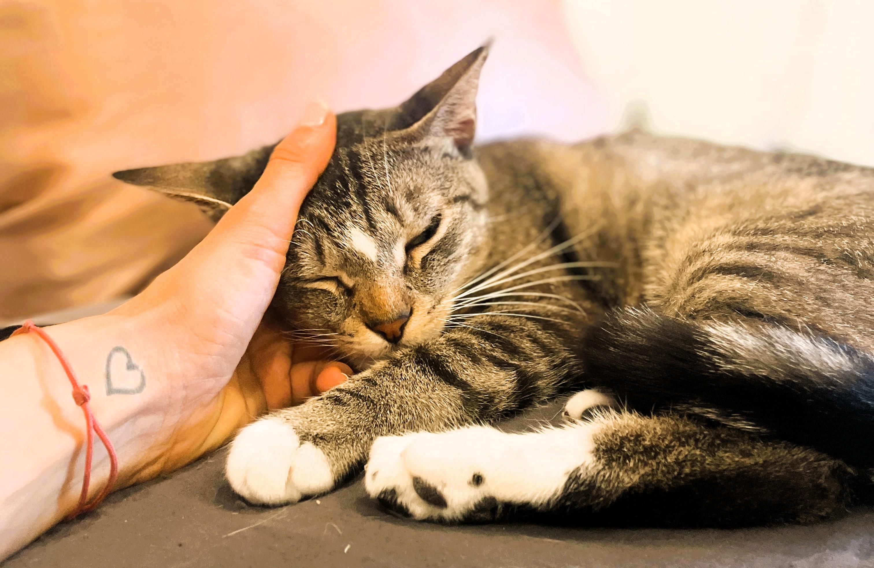 Smitty, a Adoptable Domestic Short Hair in South Ozone Park, NY image 3/6