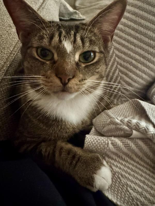 Enlarge Smitty, a Adoptable Domestic Short Hair in South Ozone Park, NY image 1/6