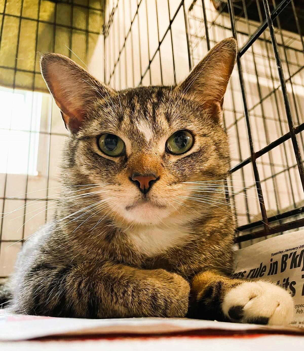 Smitty, a Adoptable Domestic Short Hair in South Ozone Park, NY image 1/6