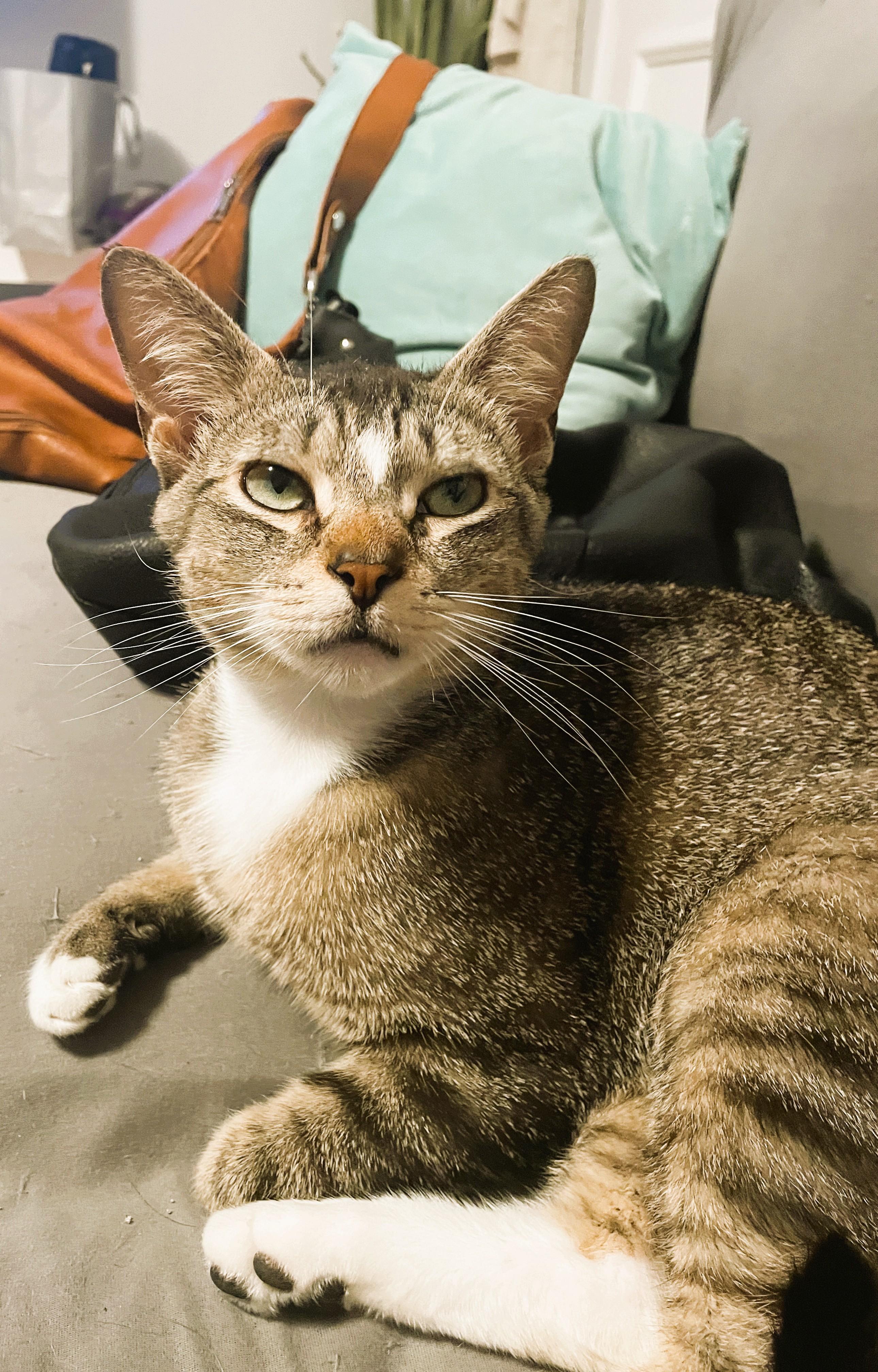 Smitty, a Adoptable Domestic Short Hair in South Ozone Park, NY image 6/6