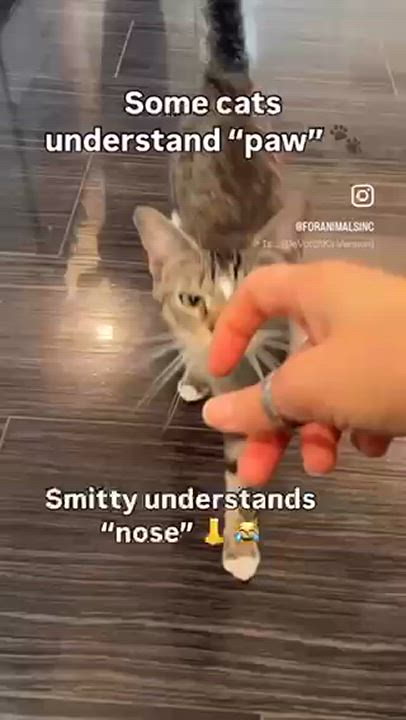 Enlarge Smitty, a Adoptable Domestic Short Hair in South Ozone Park, NY video 4/6