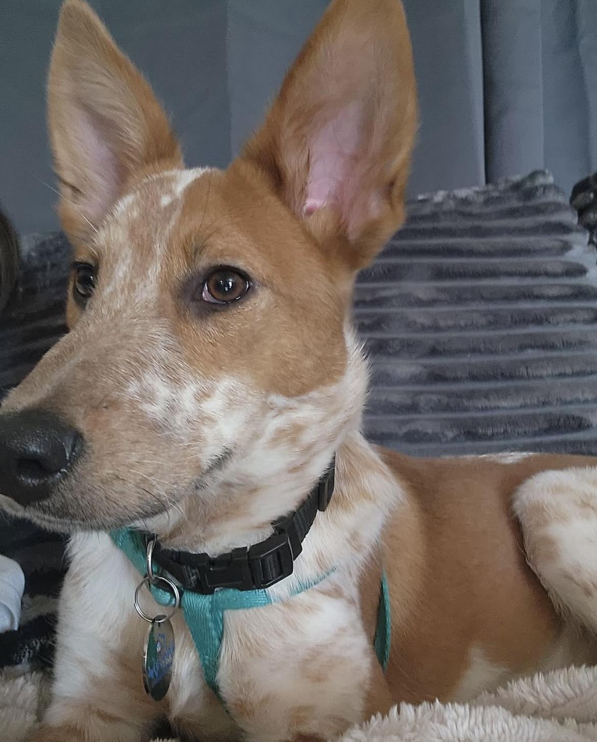 Enlarge Jessie, a Adoptable mixed breed in Santa Clara, CA image 1/5