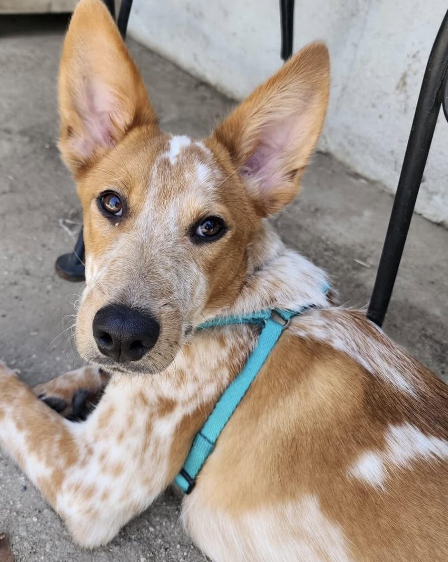 Enlarge Jessie, a Adoptable mixed breed in Santa Clara, CA image 2/5