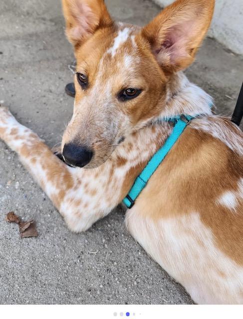 Enlarge Jessie, a Adoptable mixed breed in Santa Clara, CA image 3/5