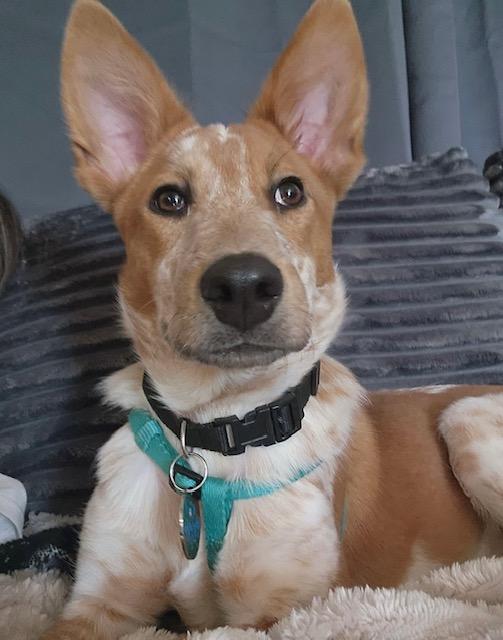 Jessie, Adoptable, Puppy Female Australian Cattle Dog / Blue Heeler & Cattle Dog.