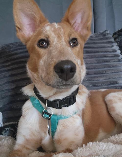 Enlarge Jessie, a Adoptable mixed breed in Santa Clara, CA image 5/5